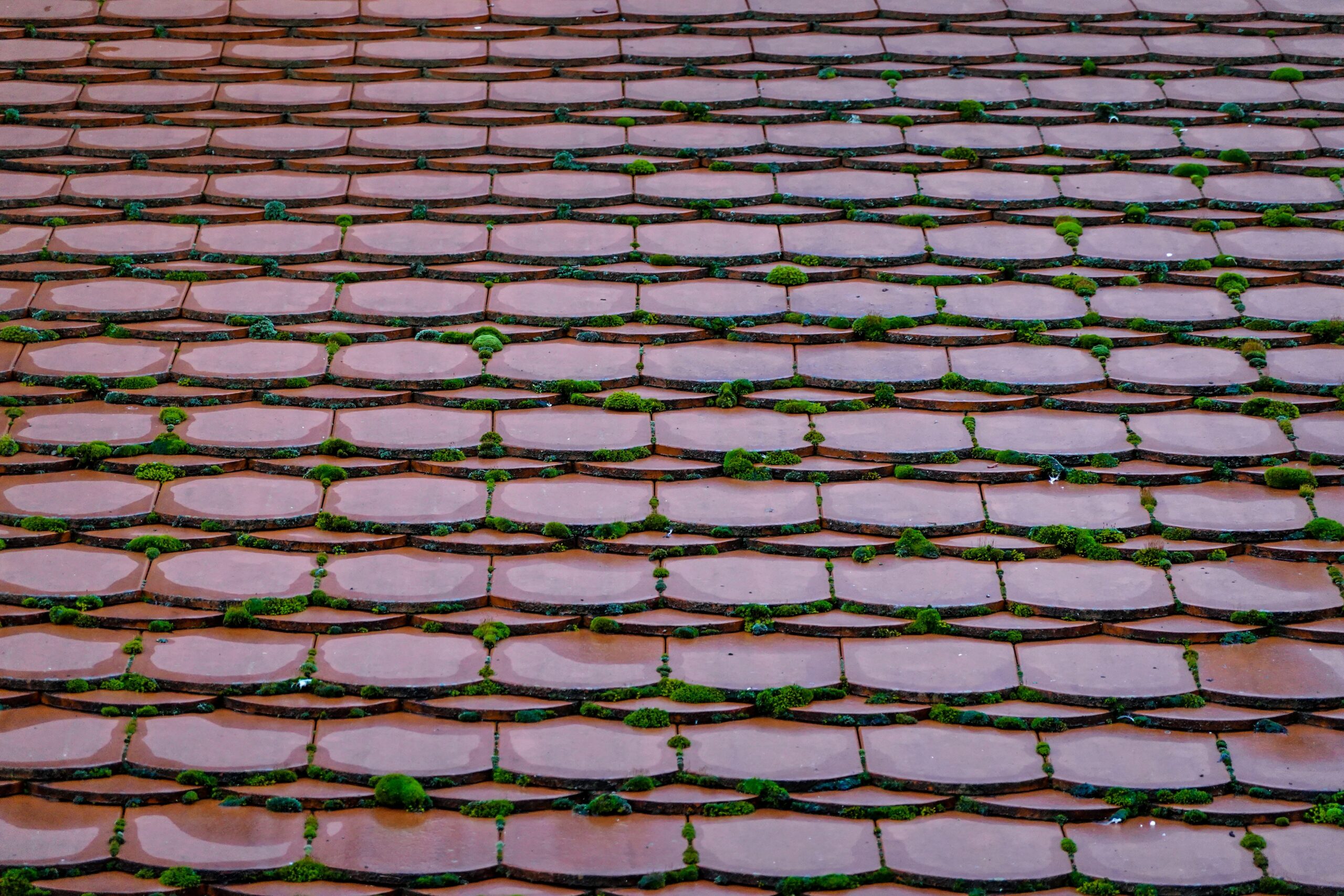 Detailed view of a classic red tiled roof with green moss growing between the tiles.